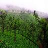 Kausani Tea Estate